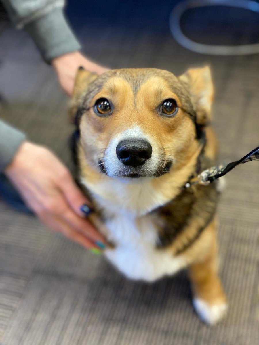 sharingthespark's tweet photo. Meet some of our four legged friends! 🐶

While they don't do any of the work, they sure get all of the credit for being the best Sparklers around!

Pictured: 
1. Benny the Bernadoodle 
2. Hank the Corgi
3. Sadie the Corgi mix
4. Tori the Standard Poodle https://t.co/pZAr88Uytt