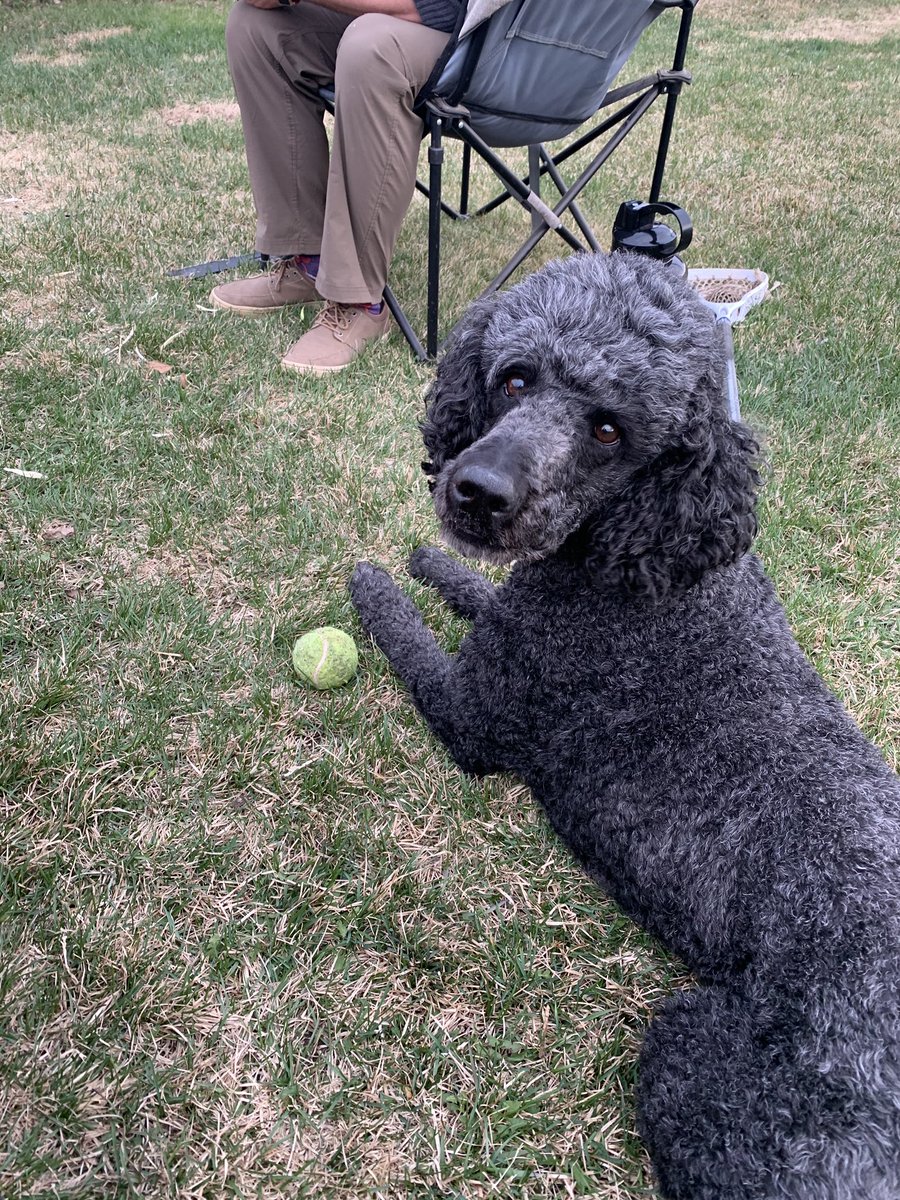 sharingthespark's tweet photo. Meet some of our four legged friends! 🐶

While they don't do any of the work, they sure get all of the credit for being the best Sparklers around!

Pictured: 
1. Benny the Bernadoodle 
2. Hank the Corgi
3. Sadie the Corgi mix
4. Tori the Standard Poodle https://t.co/pZAr88Uytt
