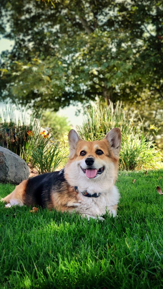 corgi_zero's tweet photo. California: it’s all about flowers, sunshine, and competent government.
My humans voted “NO” on the recall and we think you should too!
#NOrecall #KeepCAblue https://t.co/0nnb3pUH6s