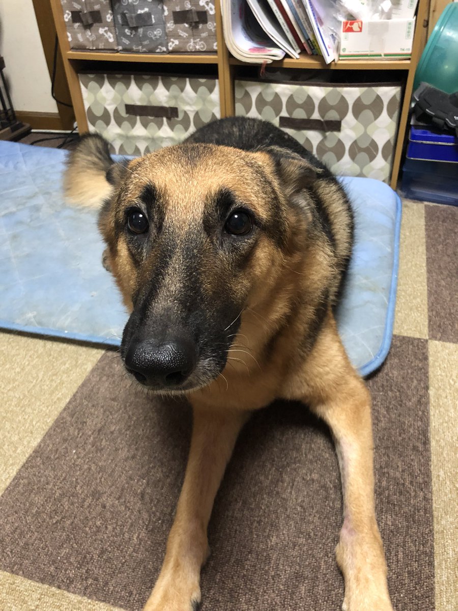 やらかしたのでケジメ 全く反省してなさそうなシェパードの笑顔に笑っちゃう人たち やらかしたレベルが違う ひと仕事終えた顔 Togetter