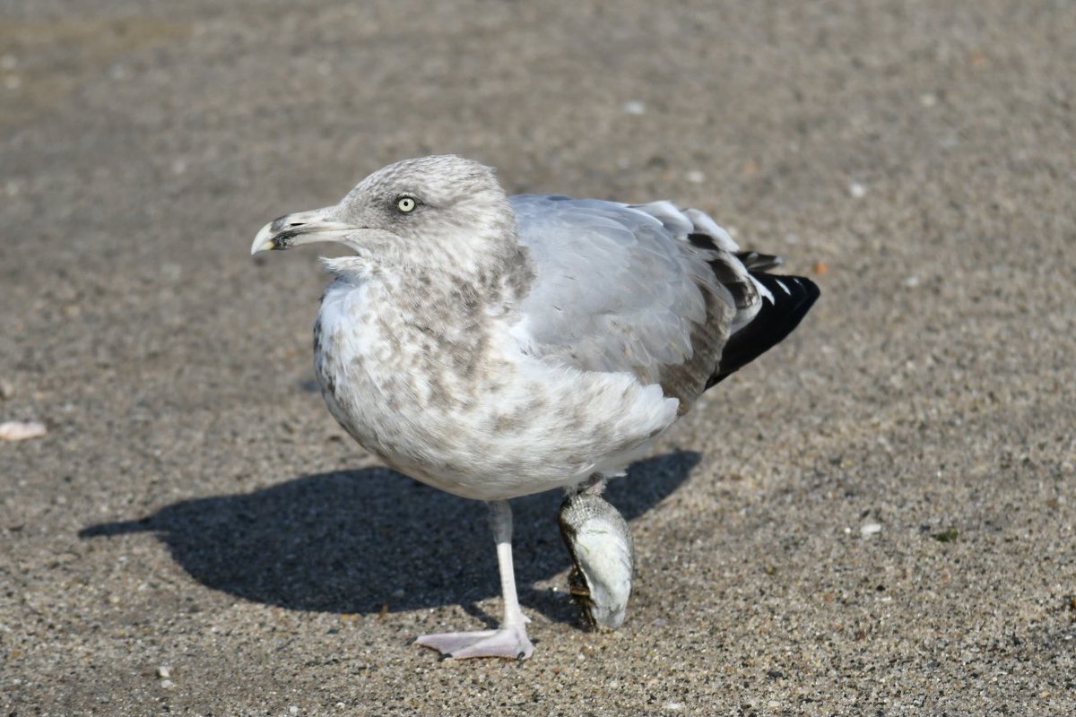 JamesFalletti's tweet photo. Poor Ring-Billed Gull had a muscle (mollusk) attached to its leg 📸
✏️ Larus delawarensis
#bird #birds #birding #ornithology #birdphotography #birdsofnewjersey #audubon #nikonbirds #nikon #biodiversity #wildnj #nature #naturephotography #wildlife #wildlifephotography https://t.co/GTOZYYZaoW