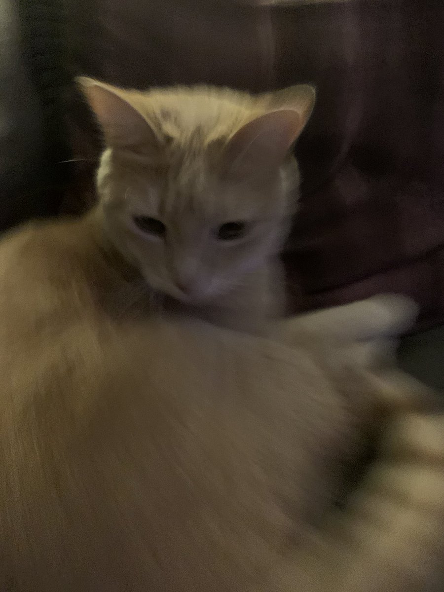 Ginny Brideau tweet media