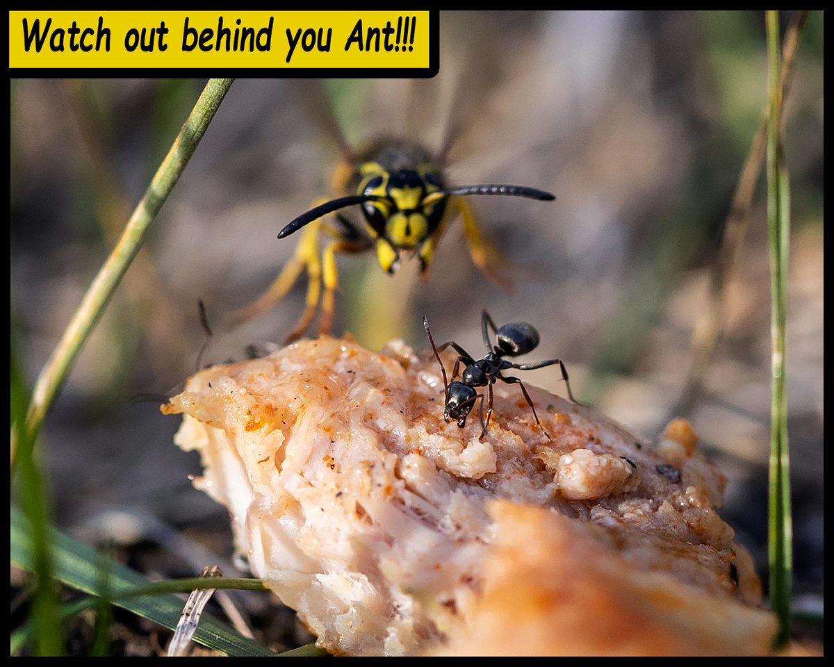 RobertAntoniuk's tweet photo. When ants defend their chimkin from #yegwasp !!!

#yeg #ant #wasp https://t.co/Hq0dyztWW4