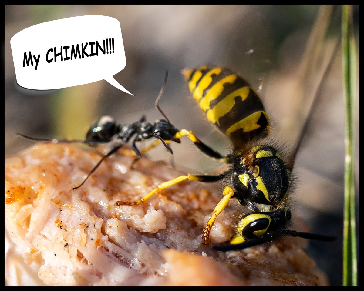 RobertAntoniuk's tweet photo. When ants defend their chimkin from #yegwasp !!!

#yeg #ant #wasp https://t.co/Hq0dyztWW4