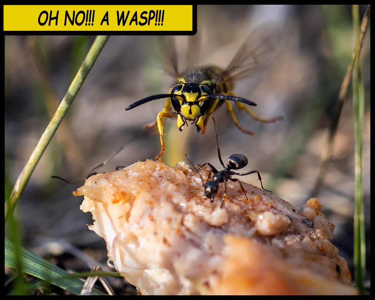 RobertAntoniuk's tweet photo. When ants defend their chimkin from #yegwasp !!!

#yeg #ant #wasp https://t.co/Hq0dyztWW4