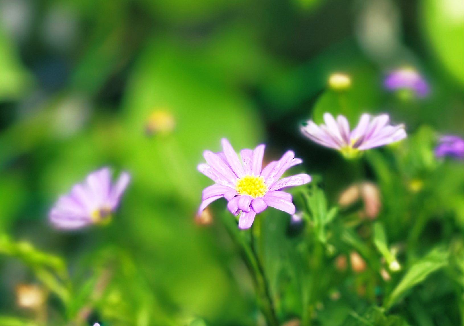 一花一天堂 Iecigviyj15qvrt Twitter