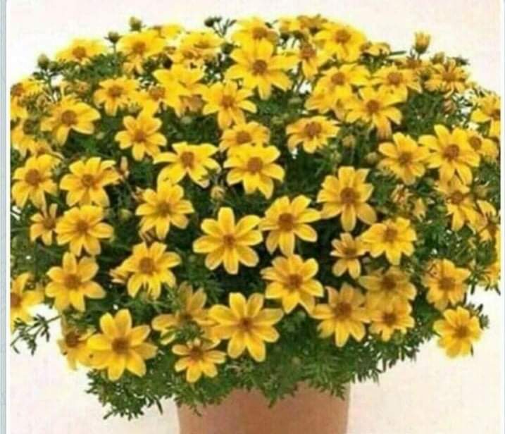 yeshiwasAssefa's tweet photo. እንቁጣጣሽ!

ለመላ ኢትዮጵያውያን ወገኖቼ፣ እንኳን ከዘመን ዘመን አሸጋገራችሁ።  አዲሱ ዓመት 2014 ለአገራችን ሰላምና እድገት እውነተኛ መፍትሄ ለማምጣት የምንሰራበት ዓመተ-ምህረት ይሁንልን።  

አሜን! https://t.co/SfUK0OlIht