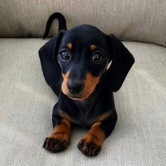 Christi24039840's tweet photo. 😍😅Eine Bekannte von mir,hat einen kleinen Welpen bekommen. Er ist total süß und zutraulich, aber ihr Mann ist allergische gegen 🐶🤨Deshalb muß er weg ! 
Er heißt Fritz, ist 53 Jahre alt und wiegt 89kg. https://t.co/LffF5WkkyO