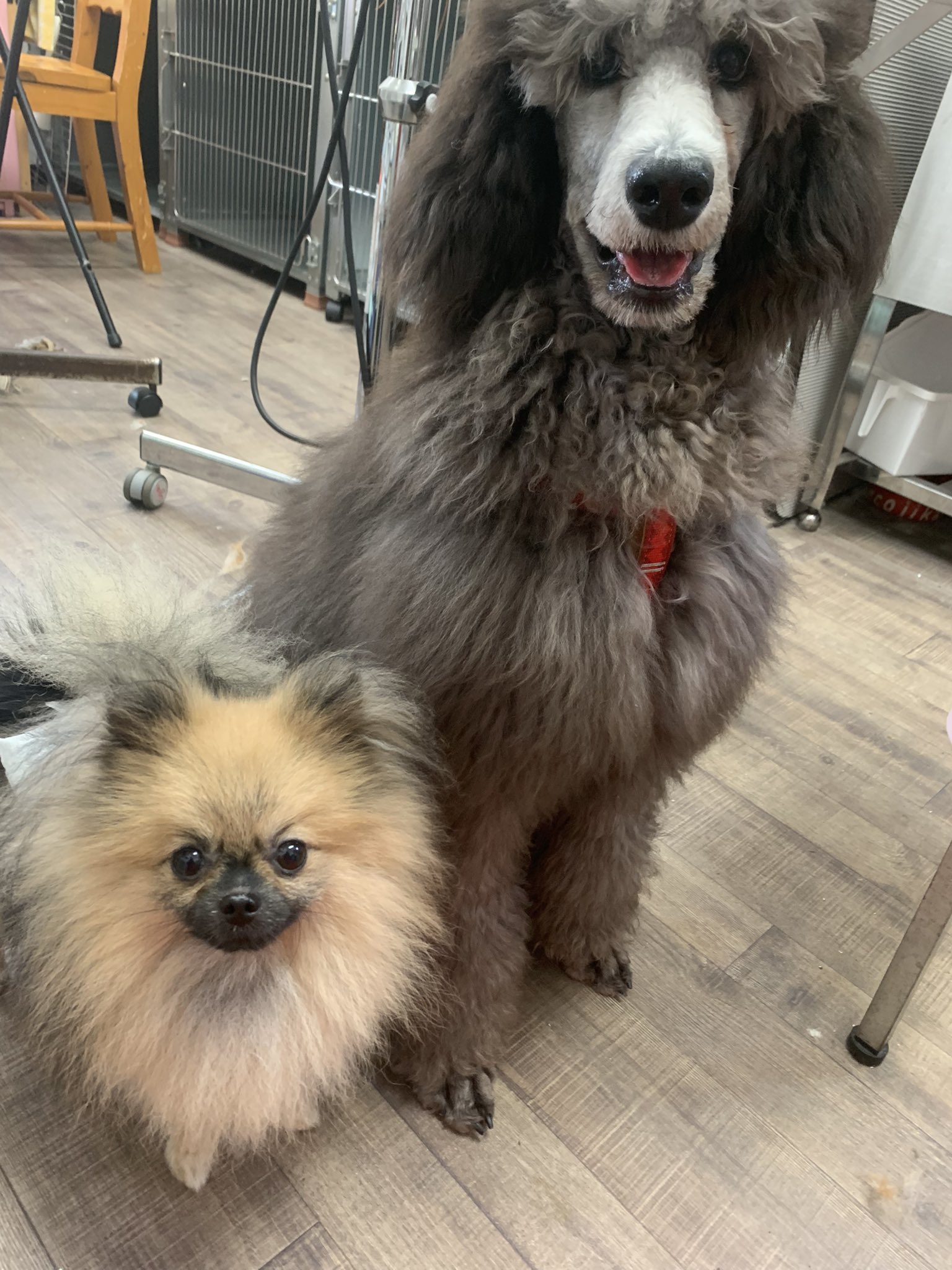 犬猫雑貨専門店 犬猫時間 9月11日の出勤わんこ ポメラニアンのリアンとスタンダードプードルのあみ 明日6ヶ月になるbabyあみの横で 2歳半でお兄ちゃんのリアン 我が家のヤングな凸凹コンビです ポメラニアン スタンダードプードル 大きさの 違いが