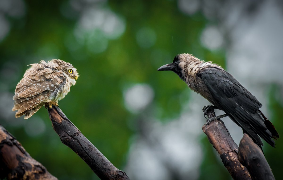 trikansh_sharma's tweet image. Owl vs Crow, guess who won ? #birds #wildlife #owls