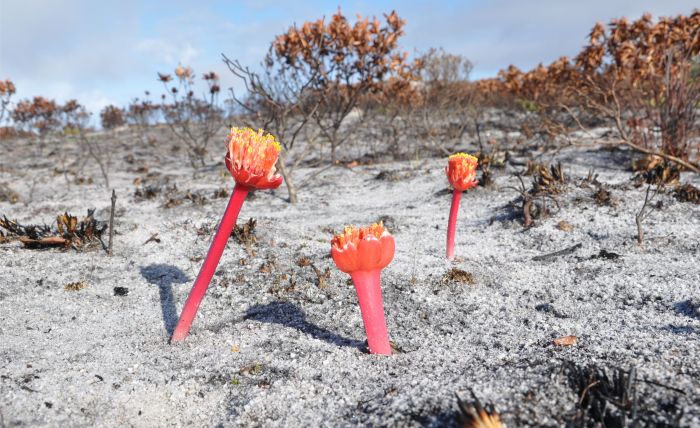 SANBI_ZA's tweet image. Our #PlantOfTheWeek is Haemanthus sanguineus (Smooth blood lily). Its blood-red flowers stand out in the late summer flowering season, and its magnificent leaves are quite spectacular to see during the winter growing season, and they give texture to a landscaped area