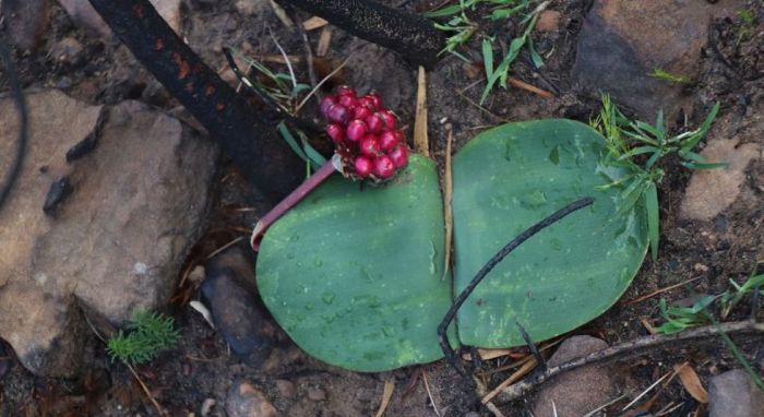 SANBI_ZA's tweet image. Our #PlantOfTheWeek is Haemanthus sanguineus (Smooth blood lily). Its blood-red flowers stand out in the late summer flowering season, and its magnificent leaves are quite spectacular to see during the winter growing season, and they give texture to a landscaped area