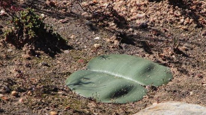 SANBI_ZA's tweet image. Our #PlantOfTheWeek is Haemanthus sanguineus (Smooth blood lily). Its blood-red flowers stand out in the late summer flowering season, and its magnificent leaves are quite spectacular to see during the winter growing season, and they give texture to a landscaped area