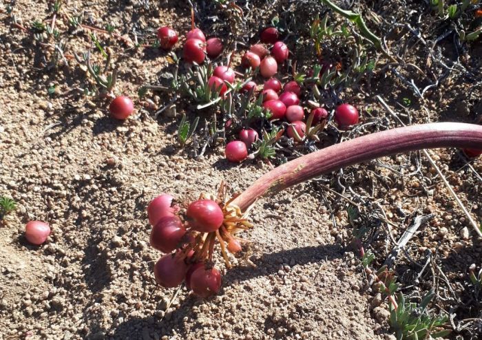 SANBI_ZA's tweet image. Our #PlantOfTheWeek is Haemanthus sanguineus (Smooth blood lily). Its blood-red flowers stand out in the late summer flowering season, and its magnificent leaves are quite spectacular to see during the winter growing season, and they give texture to a landscaped area