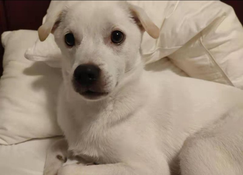 ICVS Animal Hospital tweet media