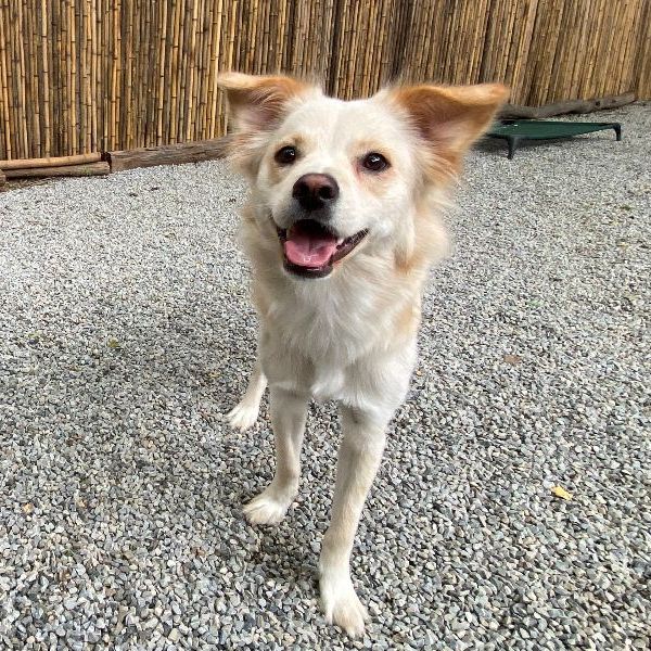 ICVS Animal Hospital tweet media