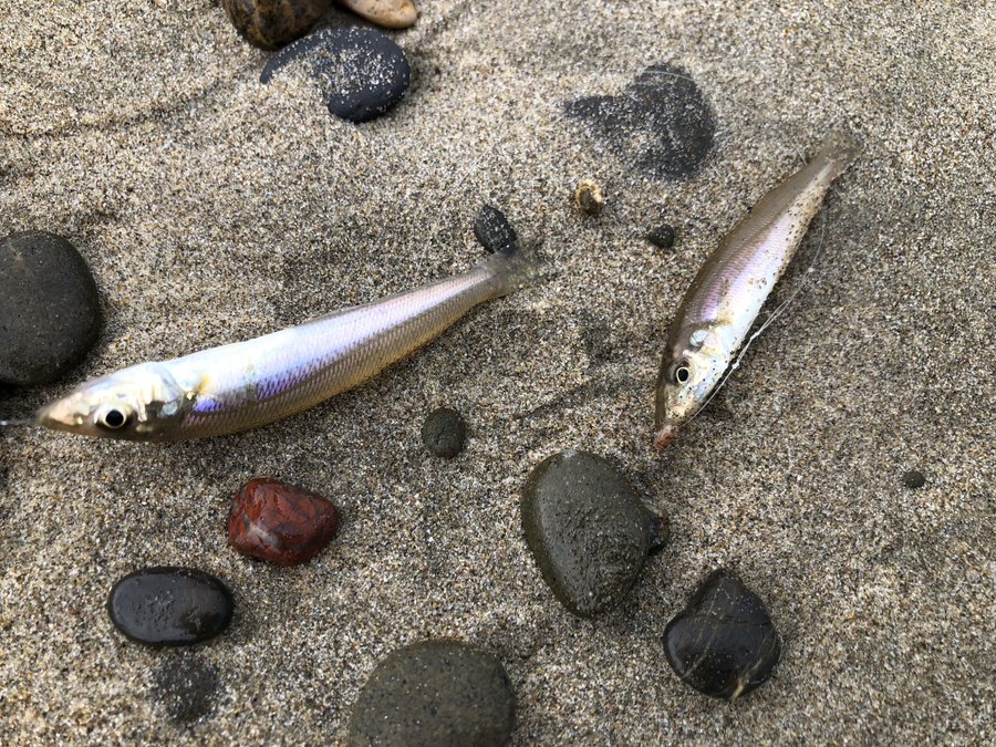 キス釣りの仕掛けとおすすめポイント 宮崎 を紹介 カルキスとは何 釣りプレ