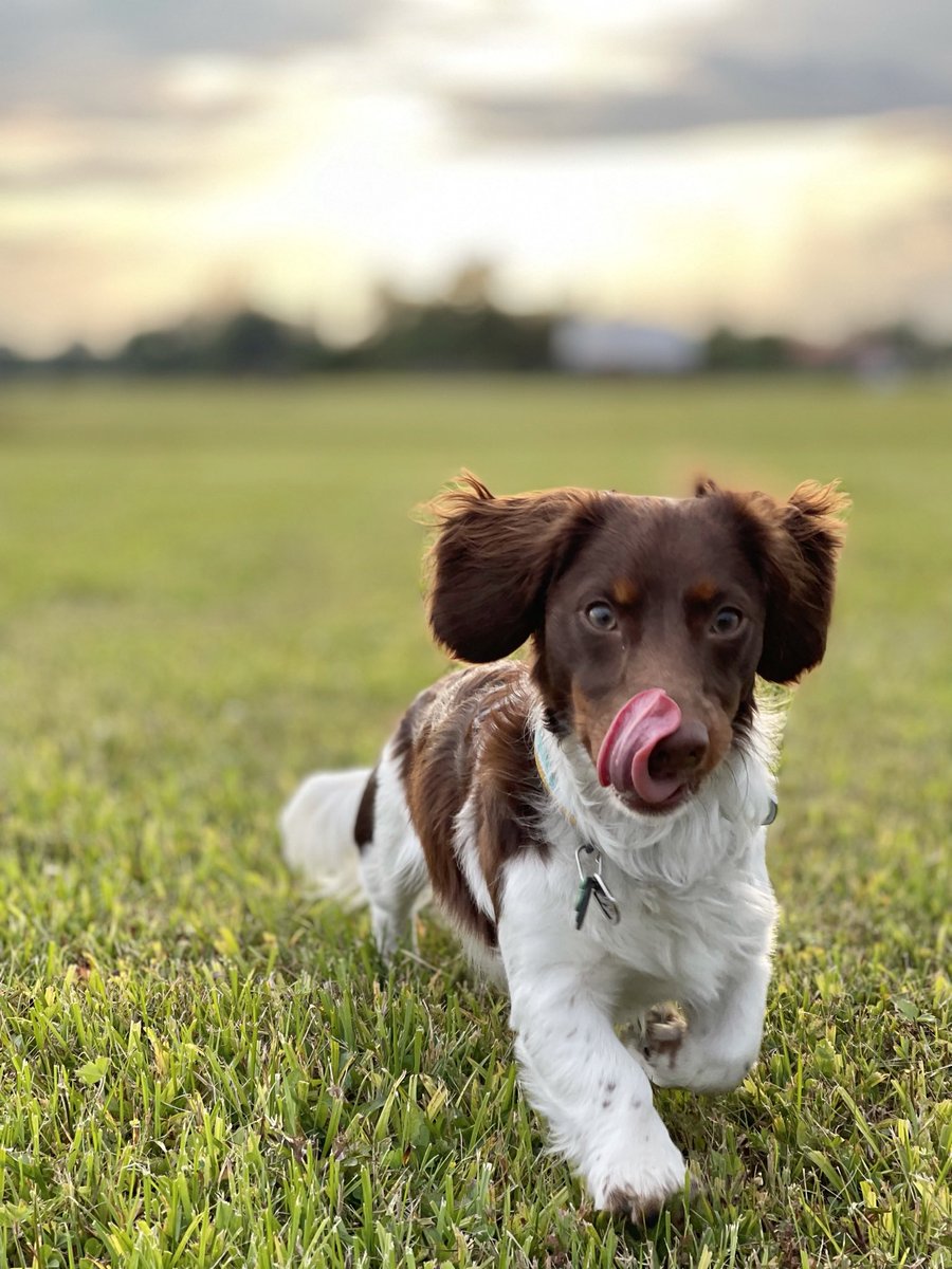 toofast2freddie's tweet photo. Mama knows how to werk that #portaitmode for me lol 📸 #modeling #dogs #model https://t.co/RuHoNEJz6W