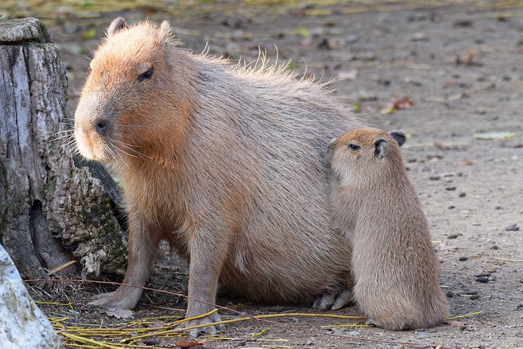 хлебная капибара. большая морская свинка капибара. капибары. маленькая капибара. капибара и морская свинка.