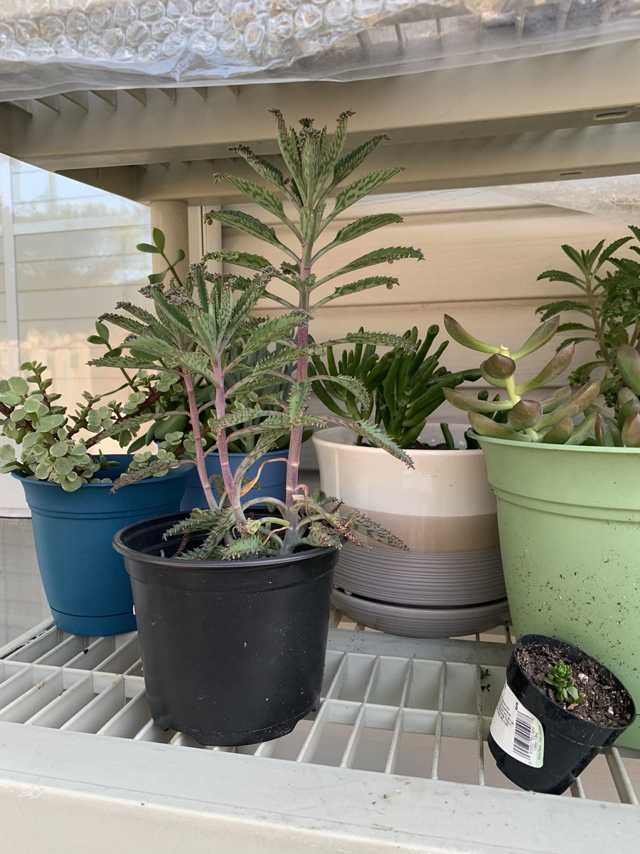 PlantSaga's tweet photo. The rest of my #Succulents are doing pretty good too. #plant #garden https://t.co/WoOVipHTPC