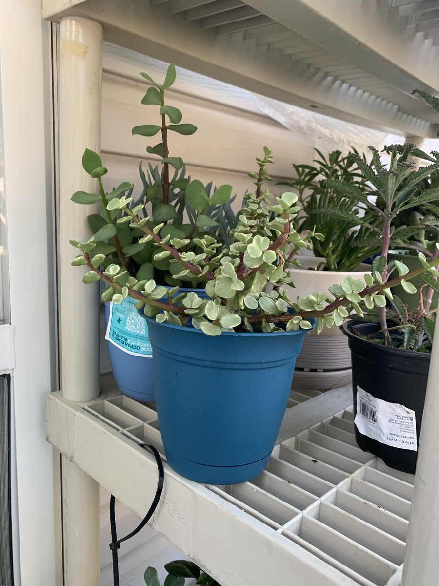 PlantSaga's tweet photo. The rest of my #Succulents are doing pretty good too. #plant #garden https://t.co/WoOVipHTPC