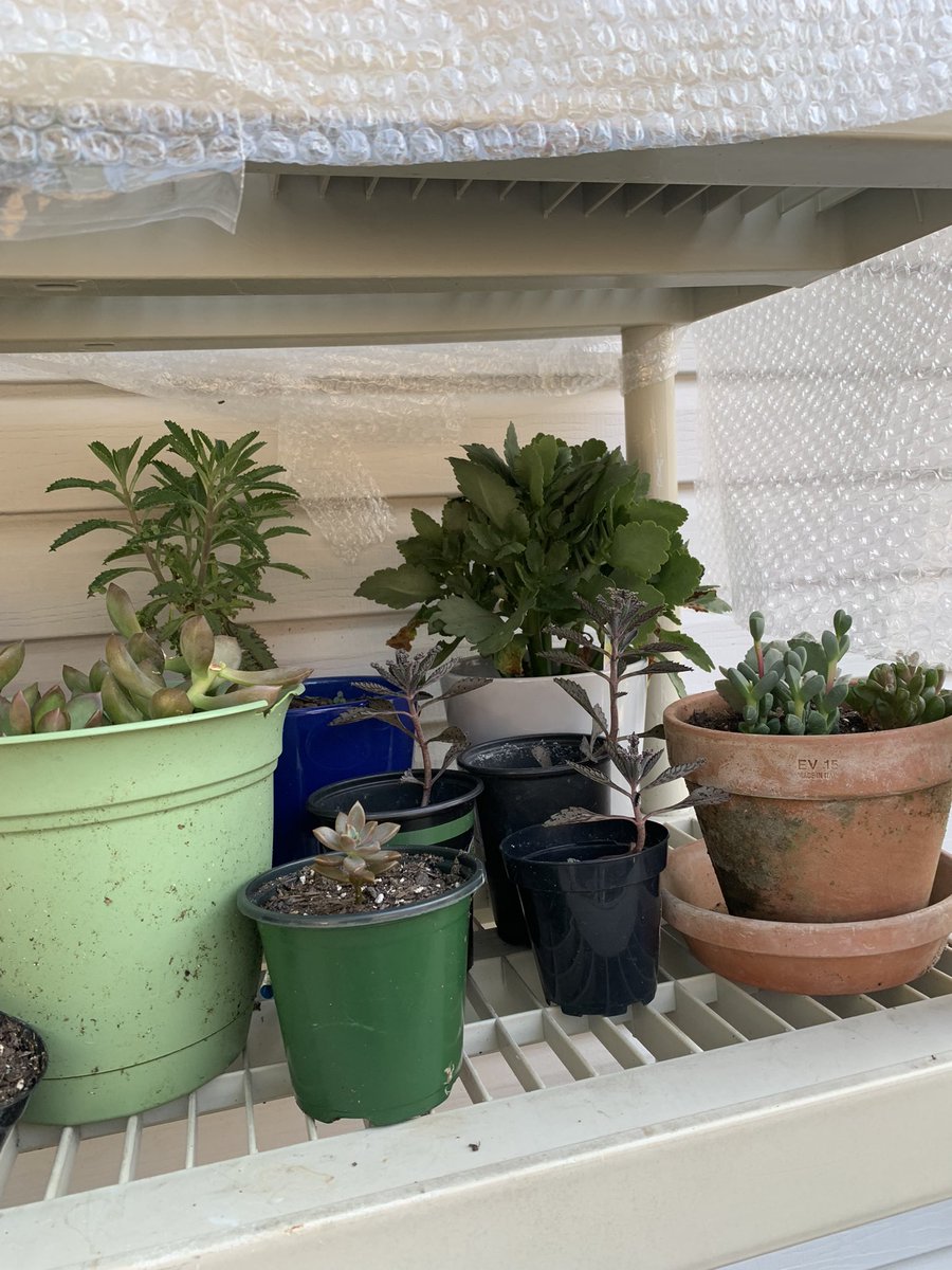 PlantSaga's tweet photo. The rest of my #Succulents are doing pretty good too. #plant #garden https://t.co/WoOVipHTPC