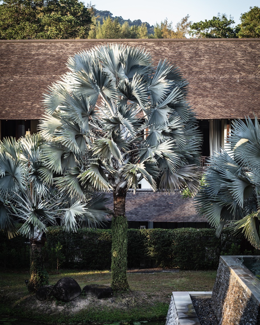TheSlatePhuket's tweet photo. Spectacular grayish palms.
Feast your eyes on our lush flora and fauna that will leave you in awe of its exotic beauty.
#theslatephuket #designhotels #BillBensley #Bensleydesignstudios #phuket #thailand #phuketavantgarde #poolvillas #wonderlust #naiyangbeach #wanderlust https://t.co/gdCkSZPYS6