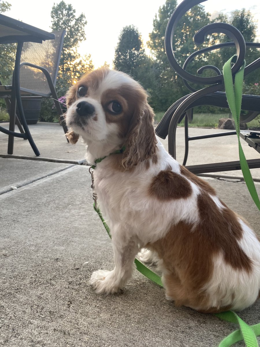 nannerpz's tweet photo. Nann celebrated #BigNannFriday by getting a fresh #haircut! Nann knows nothing is more important than staying cool as #fall begins. She is ready for the weekend to begin! #lahna #nannerpz #cavvy #cavalierkingcharles #explore #dogsoftwitter #newnanndo https://t.co/AWgbKeHnWE