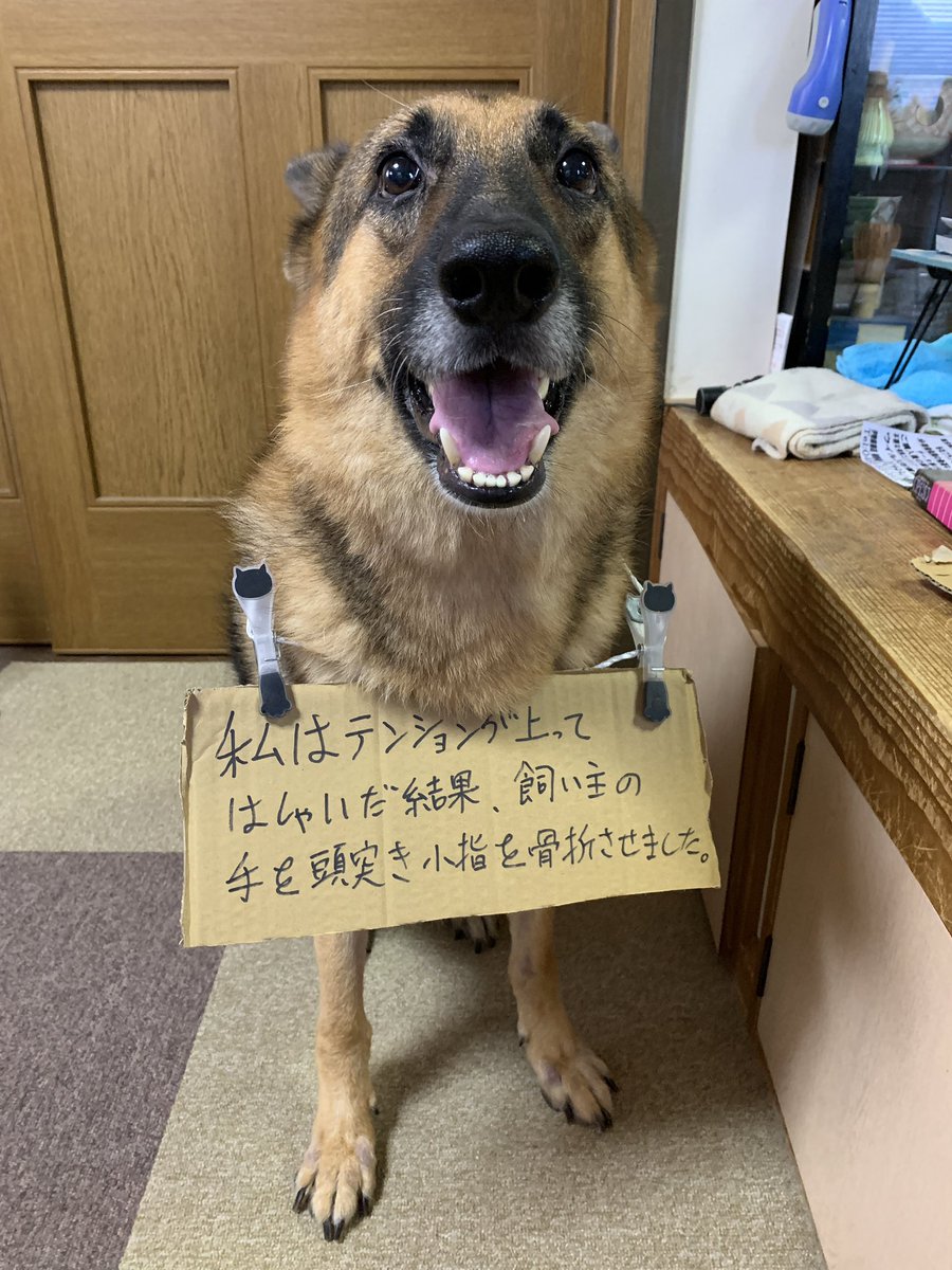 やらかしたのでケジメ 全く反省してなさそうなシェパードの笑顔に笑っちゃう人たち やらかしたレベルが違う ひと仕事終えた顔 Togetter やらかしたのでケジメ 全く反省してなさそうなシェパードの笑顔に笑っちゃう人たち やらかしたレベルが違う ひと仕事終えた顔 Togetter