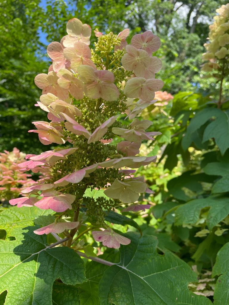 Vinod Abichandani tweet media