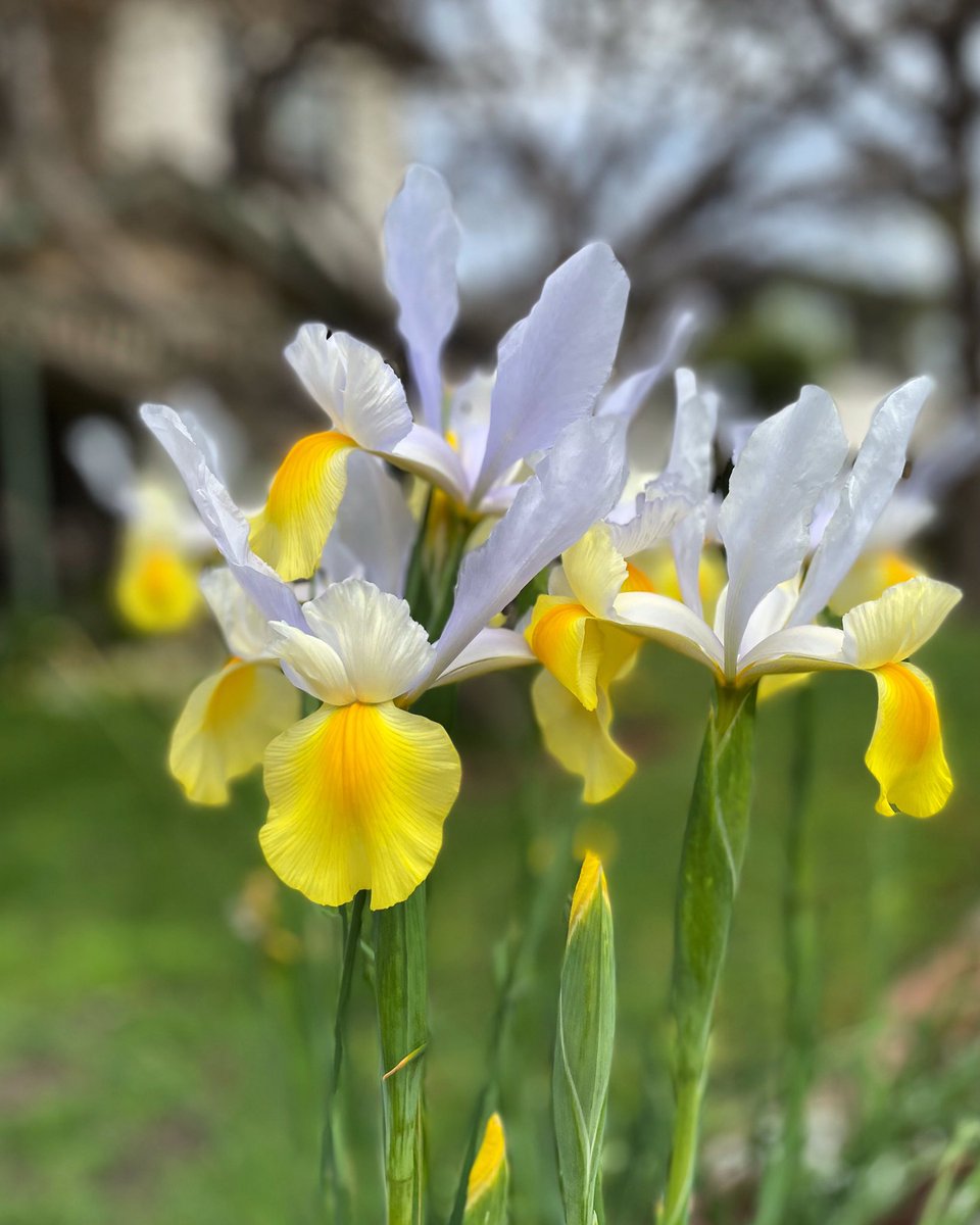 91DaysofSpring's tweet image. Spring Day 11 - Iris - Elaroo Avenue, Camberwell #SpringinAustralia #FlowerReport #gardens