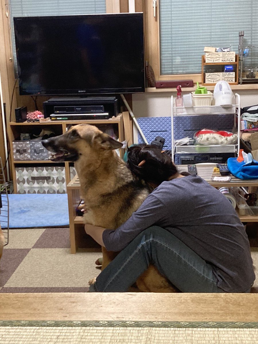 やらかしたのでケジメ 全く反省してなさそうなシェパードの笑顔に笑っちゃう人たち やらかしたレベルが違う ひと仕事終えた顔 Togetter