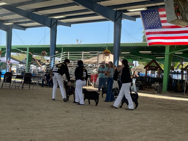 FirebaughFFA's tweet photo. Congratulations to our Small Animal Round Robin participants! Breanna Wyant received 2nd place, Chisum Demmers received third place, and Janet Rios received 4rth place. https://t.co/3PPrlRdLeV