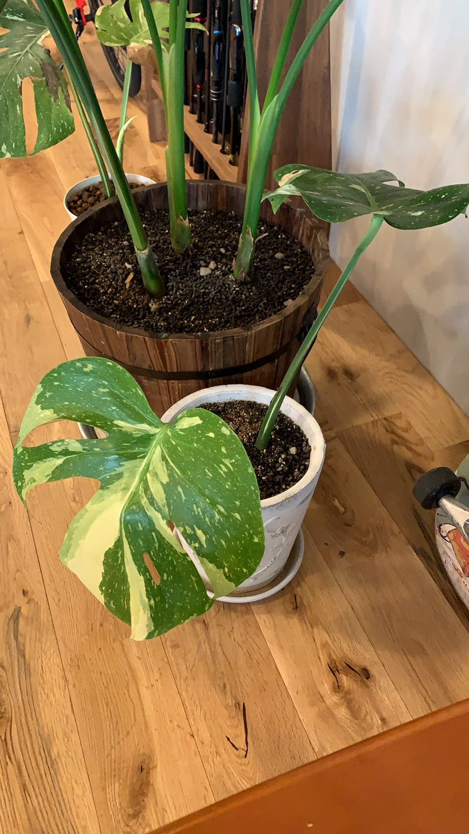 Life Magic tweet media