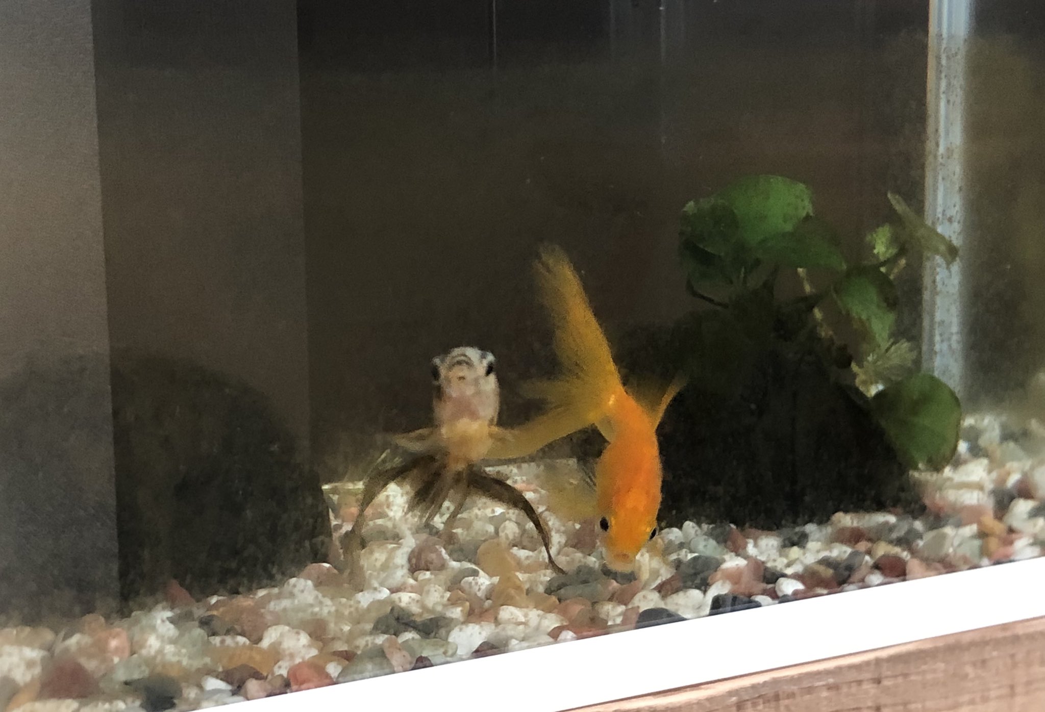 あいす Icegoldfish Twitter