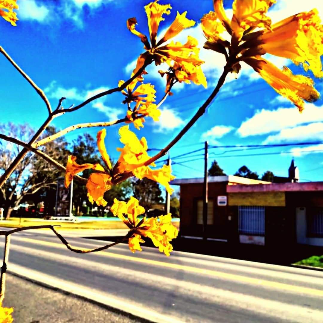 lucasgvaliente's tweet photo. #ArboladoUrbano #Luque #LapachoAmarillo
👉🏻 Septiembre nos sigue regalando hermosas y coloridas postales‼️🤗
Ahora es el turno del #LapachoAmarillo en barrio San Ignacio, cómo parte del programa de Arbolado Urbano de #Luque 🌳💛 https://t.co/KhmT6cGhgo