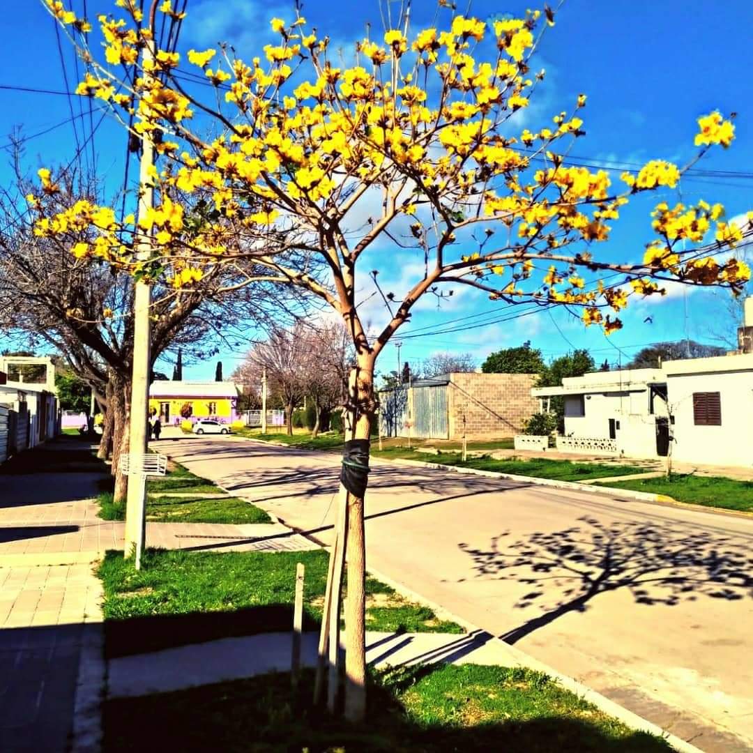 lucasgvaliente's tweet photo. #ArboladoUrbano #Luque #LapachoAmarillo
👉🏻 Septiembre nos sigue regalando hermosas y coloridas postales‼️🤗
Ahora es el turno del #LapachoAmarillo en barrio San Ignacio, cómo parte del programa de Arbolado Urbano de #Luque 🌳💛 https://t.co/KhmT6cGhgo