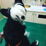 ブラックジャック犬？!オペがうまそうw