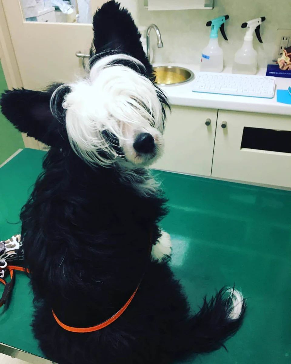 ブラックジャック犬？！オペがうまそうw