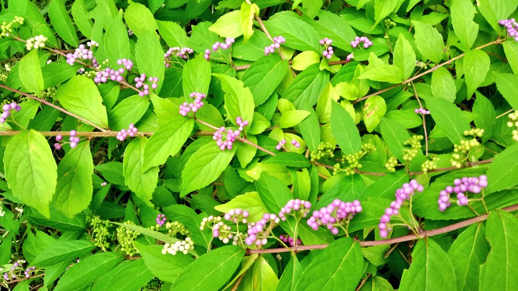 ドミオ 暑いの嫌い Rt Seapanda0yuki 秋の訪れを感じる赤と紫の粒々 花言葉 水引草 感謝の気持ち 喜び 祝い 寿 慶事 花言葉 紫式部 聡明 上品 愛され上手 土日仕事や他用事の為見れないので週明け時間ある時にまとめて見させていただきます