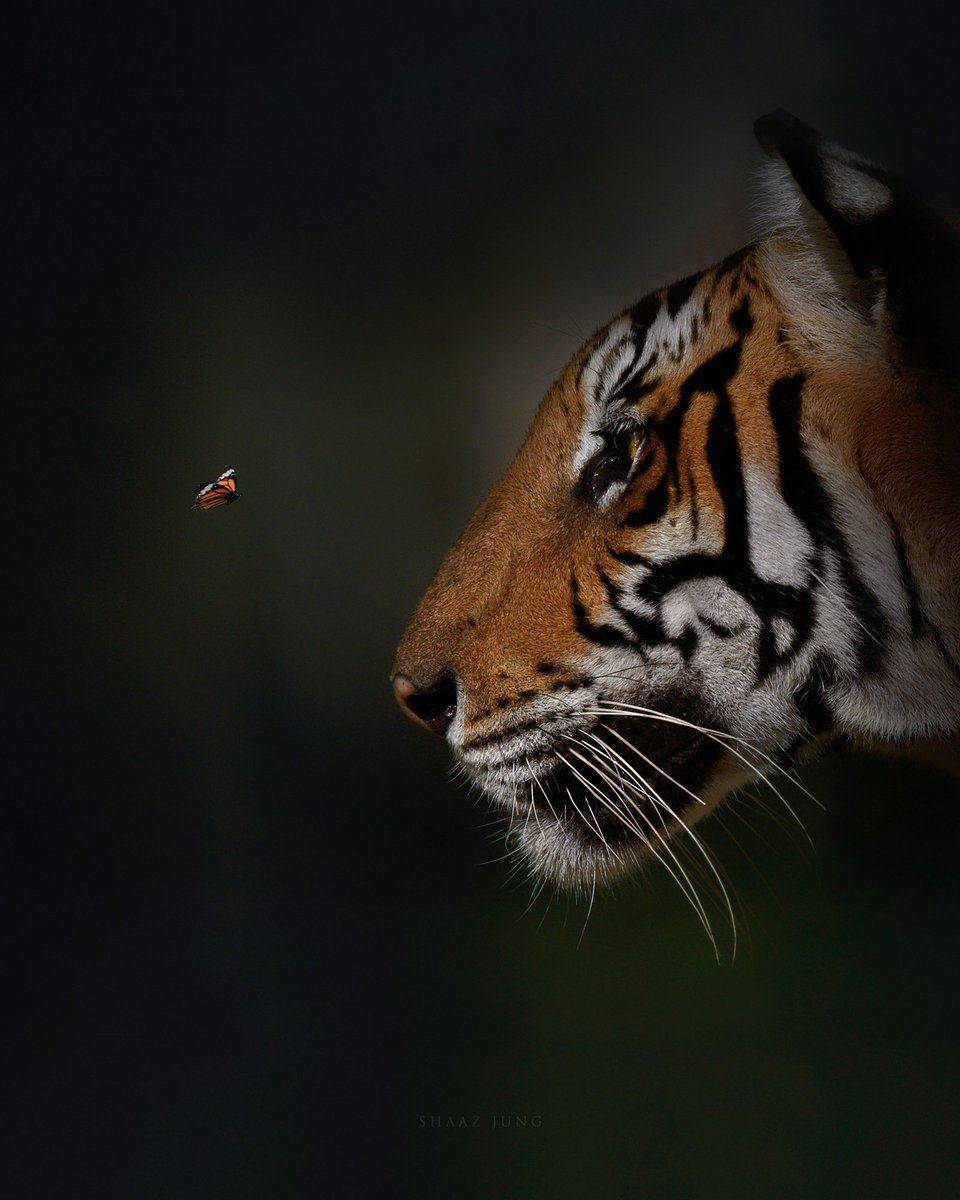 Two beatiful beings, two mere threads, in an intricate tapestry woven by the web of life. The little butterfly is natures greatest symbol of change and the mighty tiger is a symbol of hope. Both of them have the ability to shape ecosystems, both bound together. 

#shaazjung