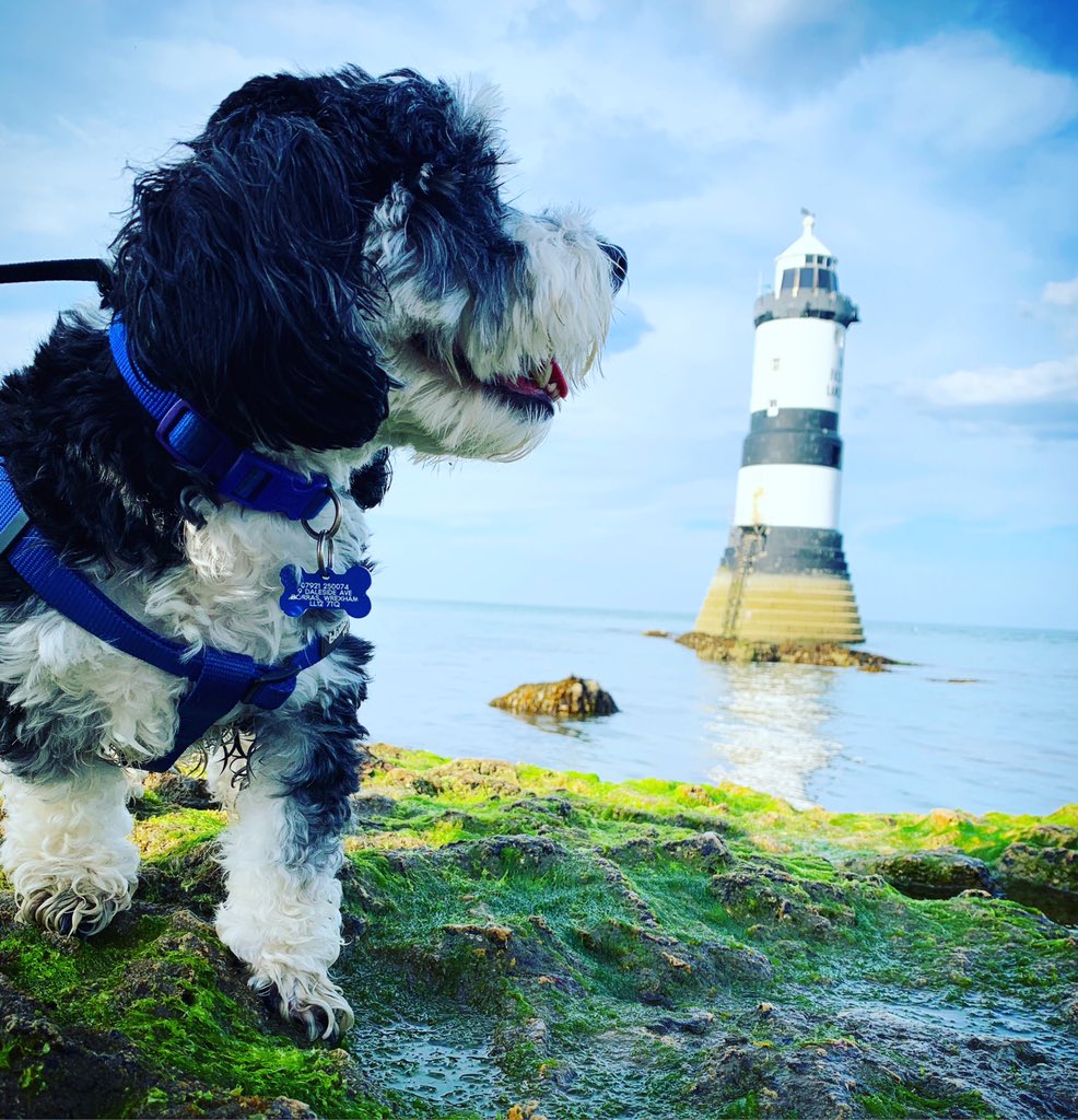 emp_78's tweet photo. Trip out to Anglesey yesterday. Welsh Wales is simply beautiful 🏴󠁧󠁢󠁷󠁬󠁳󠁿❤️🐾 @visitwales #Anglesey #samdog https://t.co/LVAjUSSIp0