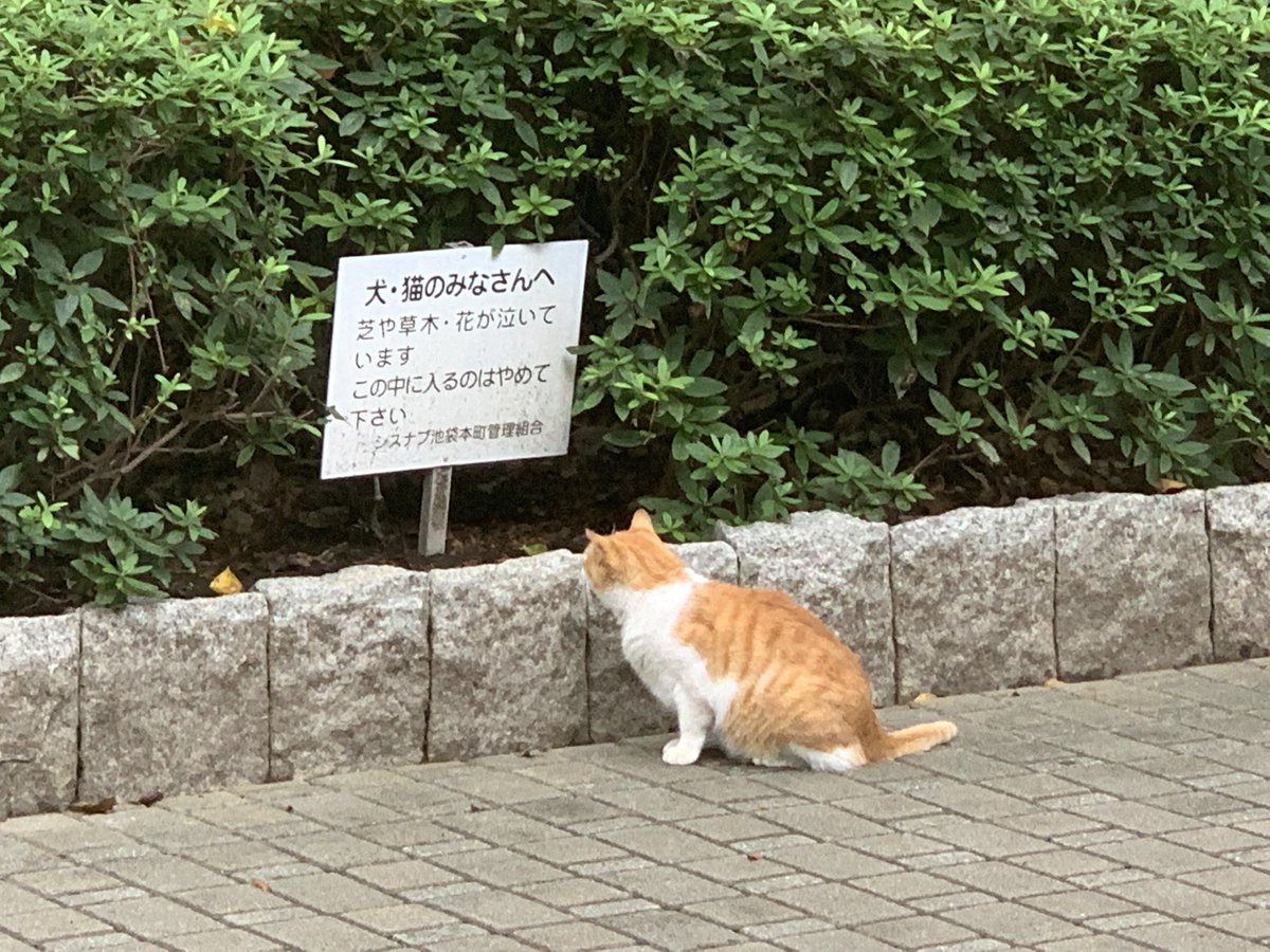 netgeekAnimal's tweet photo. 読めるのかよ‼️

📸 Katsumi @furuta_katsumi https://t.co/oaGwQ6riXU