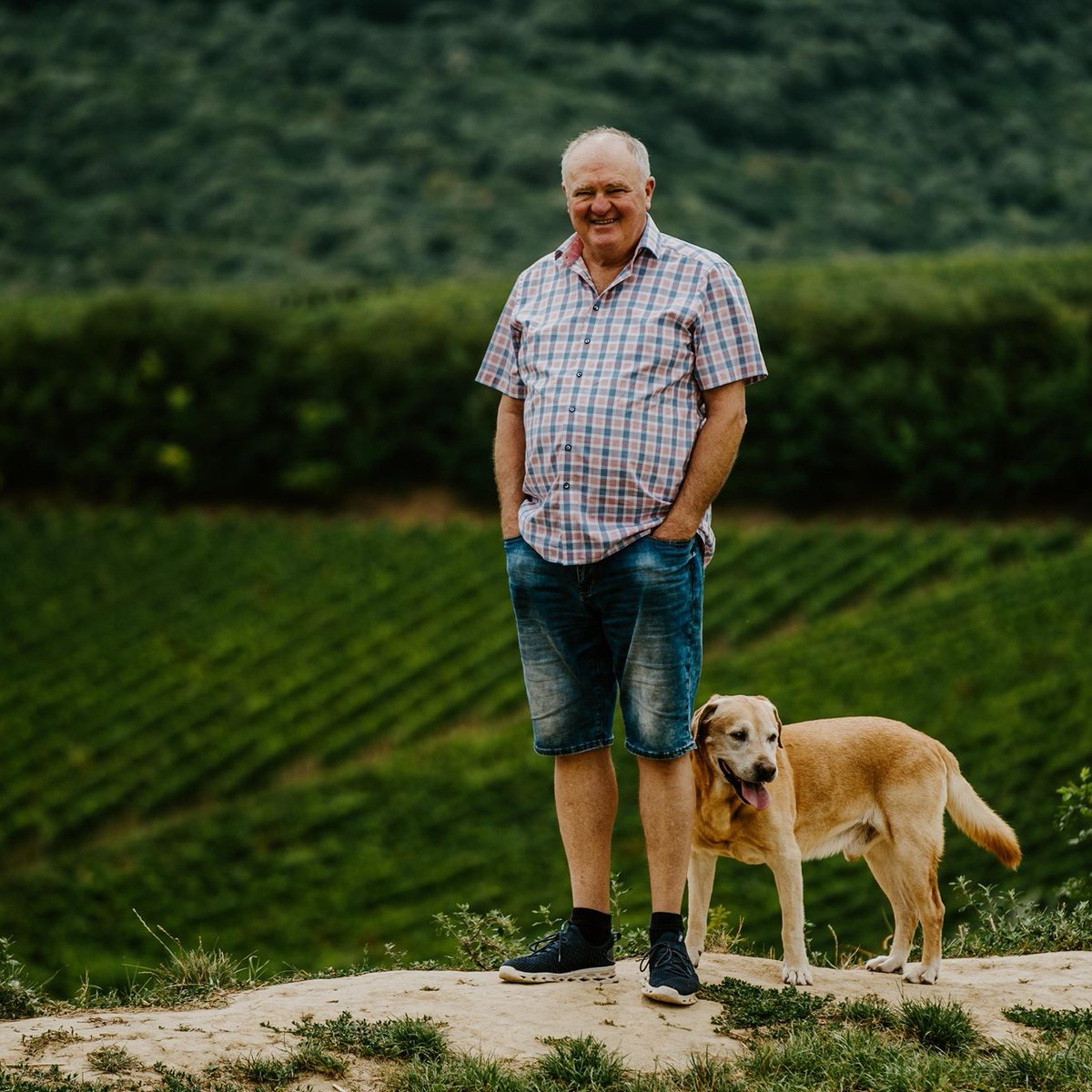 Frici dog is always gladly in a nice walk among the vines.  😊
#gereattila #villány