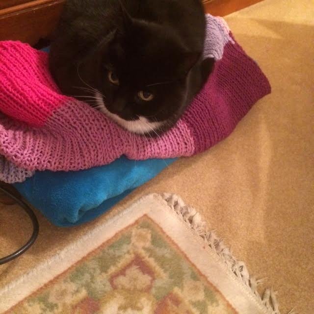 AlysonMeadowcr1's tweet image. 1/3 Many of you know about my Macey Blankies which I knit for different cats These blankies go to friends of Macey who got to know her when she joined Twitter I also knit them for cats I have met along the way that I want to gift Each blankie helps to keep Macey&apos;s memory alive💔
