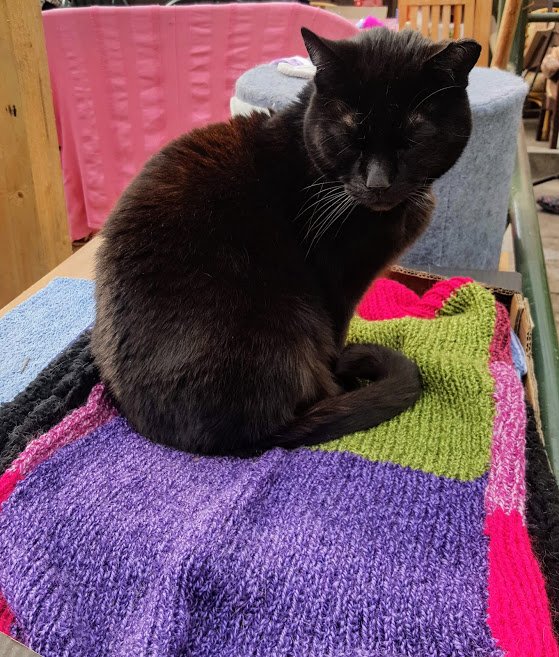 AlysonMeadowcr1's tweet image. 1/3 Many of you know about my Macey Blankies which I knit for different cats These blankies go to friends of Macey who got to know her when she joined Twitter I also knit them for cats I have met along the way that I want to gift Each blankie helps to keep Macey&apos;s memory alive💔
