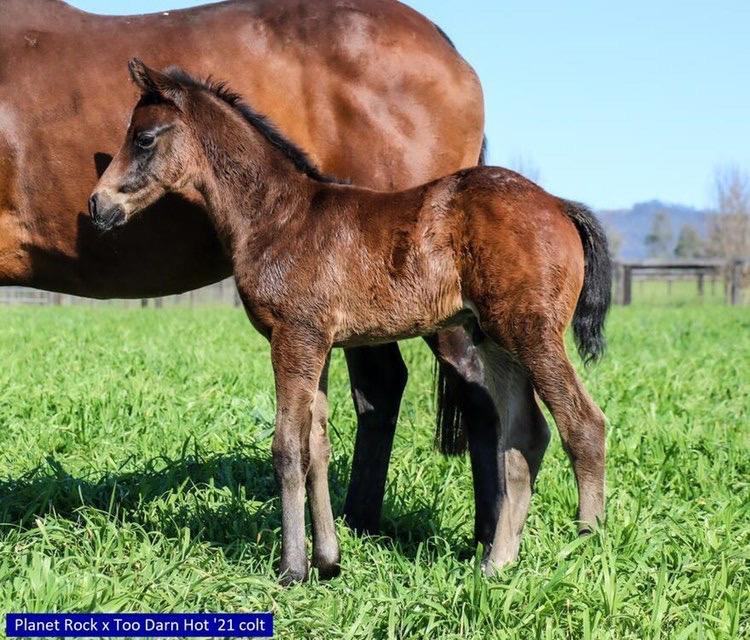 DarleyAus's tweet image. 👇 Colt by #TooDarnHot out of the G1 One Thousand
Guineas winner Planet Rock. 

 Find out more ➡ darley.to/Gk