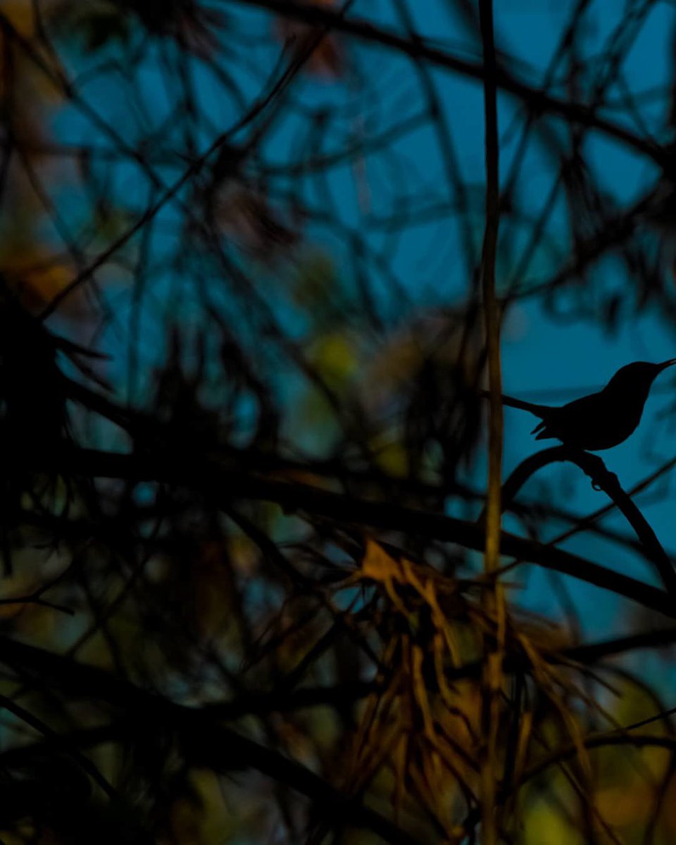 instaveller's tweet image. Into The Nature.. @NatGeo @NatGeoPhotos @NatGeoTravel @lensculture @lonelyplanet @500px @Shutterstock @BHPhotoVideo @Lightroom @nytimesphoto @NYMag @Outlookindia @CanonUSAimaging @CanonUKandIE #photography #PhotoOfTheDay #PortfolioDay #travelphotography #nature