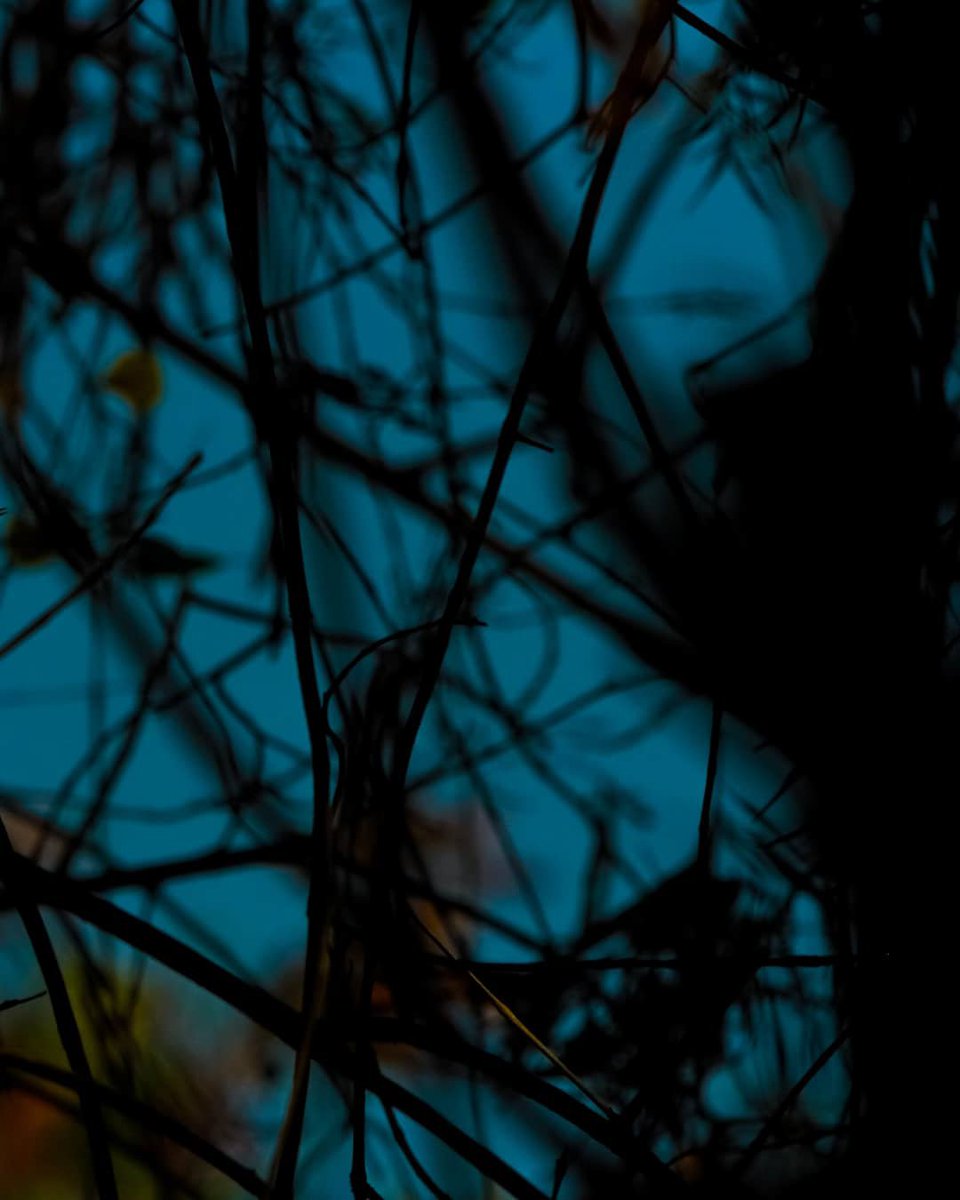 instaveller's tweet image. Into The Nature.. @NatGeo @NatGeoPhotos @NatGeoTravel @lensculture @lonelyplanet @500px @Shutterstock @BHPhotoVideo @Lightroom @nytimesphoto @NYMag @Outlookindia @CanonUSAimaging @CanonUKandIE #photography #PhotoOfTheDay #PortfolioDay #travelphotography #nature