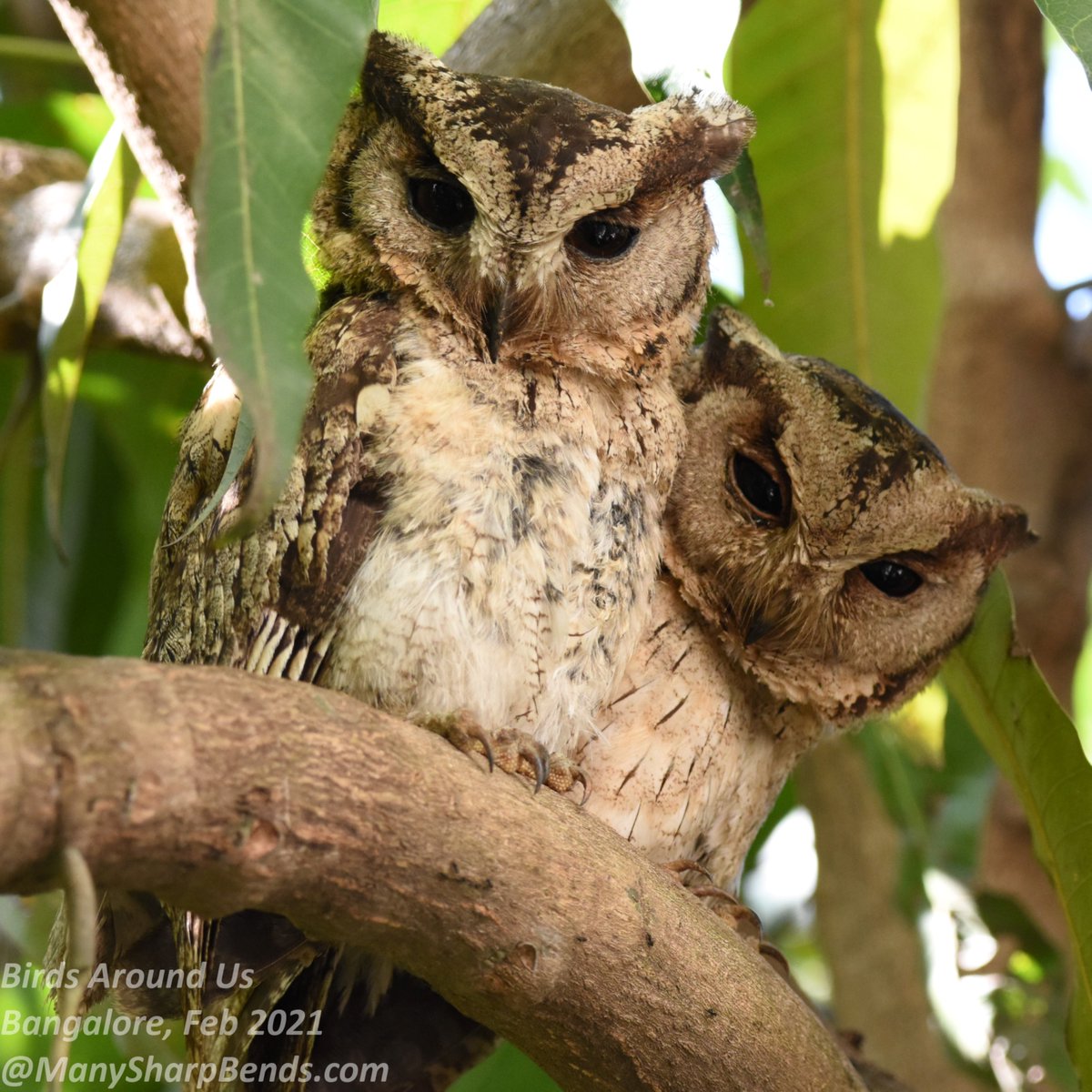 mehala_kumar's tweet image. I have seen 3 species of #Owl among my #BackyardBirds and here are 2 of them
Spotted Owlet 
Indian Scops Owl

#BirdsSeenIn2021 #IndiAves  #TwitterNatureCommunity #birdwatching #BalconyBirding #nikonphotography